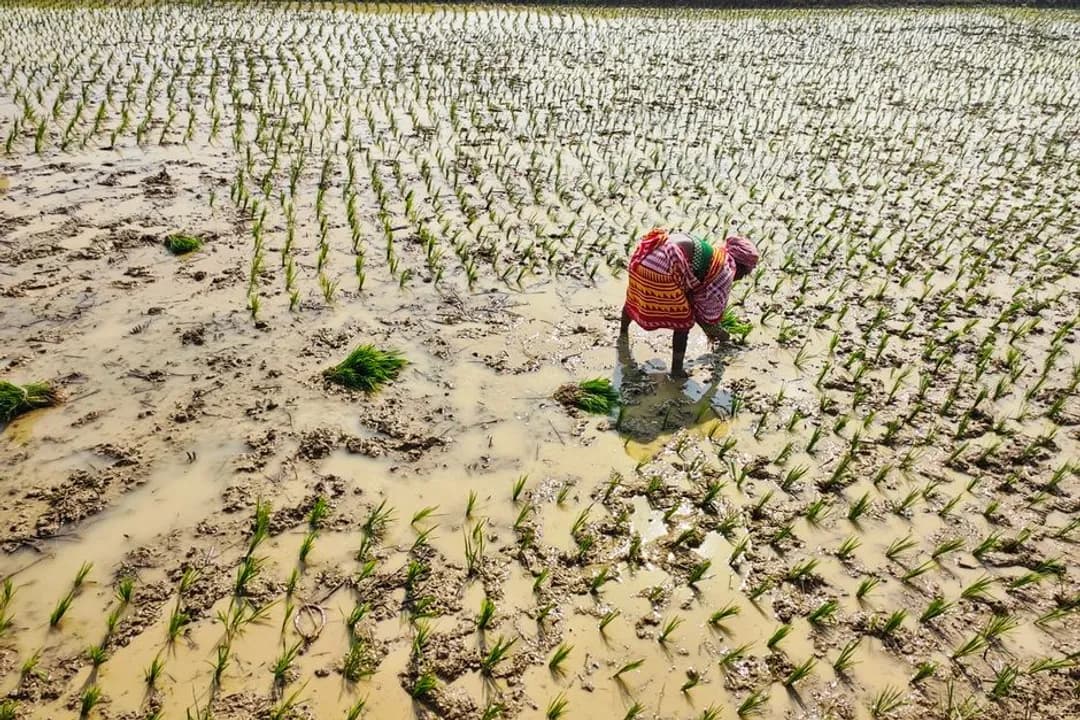 A Prayer for Climate-Resilient Agriculture