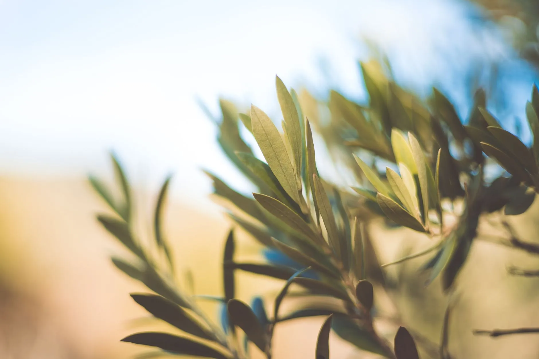 A Powerful Prayer for Prayer Times Near Me | Seek God's Grace